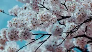 美しく咲き誇るソメイヨシノ