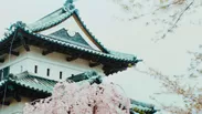 弘前城天守と桜