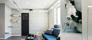 空中キャットウォーク