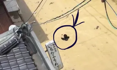 いつも歩いている通りを泳ぐ