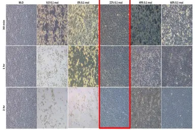 細胞変性効果検定