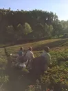 紫茶の収穫風景