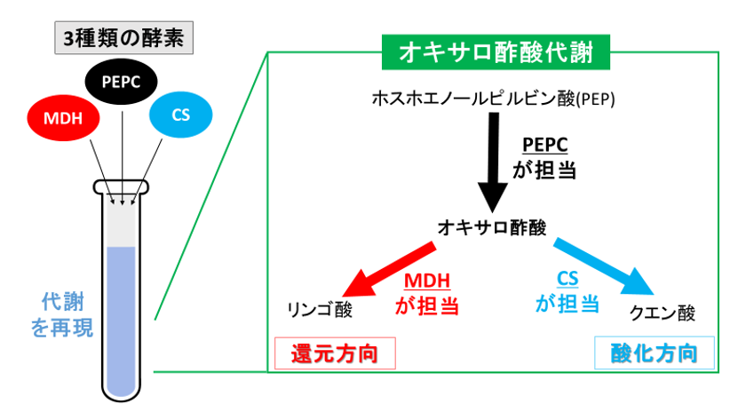 ラン藻の代謝の一部を試験管内で再現することに成功
～ラン藻のクエン酸回路の“方向”に影響を及ぼす重要な因子を発見～