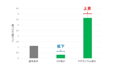 図3. PEPとマグネシウム濃度を下げた時のリンゴ酸とクエン酸の生成比