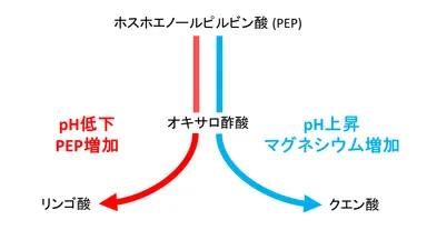図5. シネコシスティスのオキサロ酢酸代謝の制御モデル