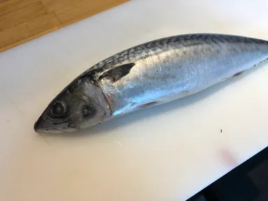 店舗で仕入れたサバ