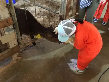 子牛ミルクやり体験