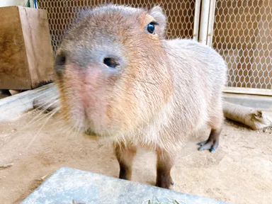 カピバラ親子がいます