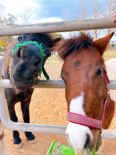 ポニー乗馬もできます