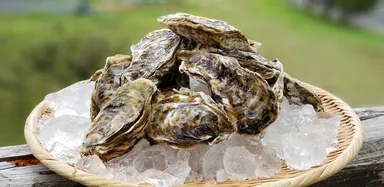 豊前海一粒牡蠣も販売！