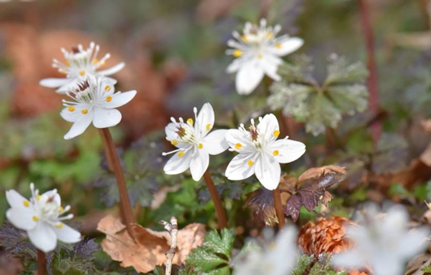 【六甲高山植物園】冬季特別開園・プレオープン
～雪を割って咲くバイカオウレンの群落～