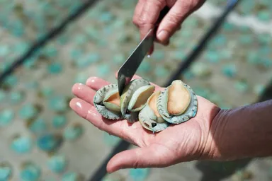 グリーンリップ種