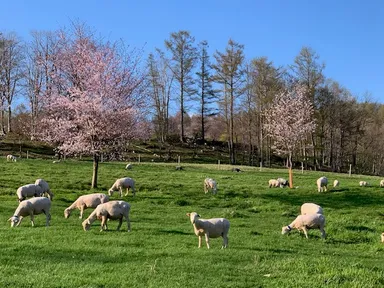 赤平めん羊牧場　桜と羊