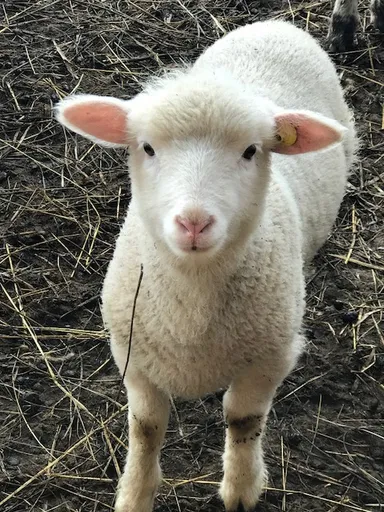 赤平めん羊牧場の仔羊