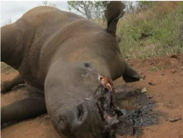 写真提供：密猟取締隊 Protrack