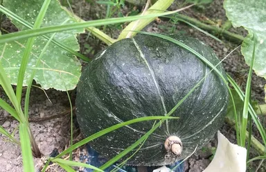 素材のこだわり4