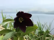 黒百合の花