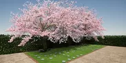 桜樹木葬イメージ