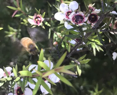 マヌカの花と蜜蜂