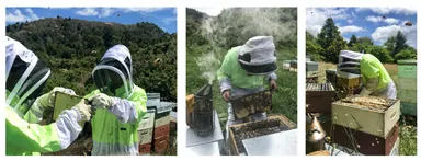 養蜂の様子