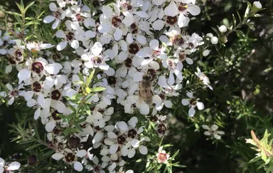 モノフローラル