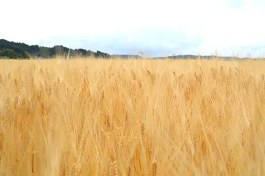 地元の大麦「小春二条大麦使用」岩手県一関市