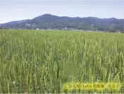 夏の大麦畑(岩手県一関市)