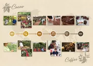 カカオとコーヒーの栽培から製品化までの流れ。双方、熱帯性の果実の種子を取り出し加工する。