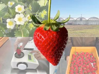 業界初「AI栽培いちご＋新品種よつぼし」の最高級ブランド完成　極上の“うまみ”と糖度13度以上保証の『四重奏』を販売開始！
