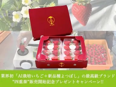 業界初「AI栽培いちご＋新品種よつぼし」の最高級ブランド“四重奏”販売開始記念プレゼントキャンペーン！！