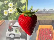 業界初「AI栽培いちご＋新品種よつぼし」の最高級ブランド完成　極上の“うまみ”と糖度13度以上保証の『四重奏』を販売開始！