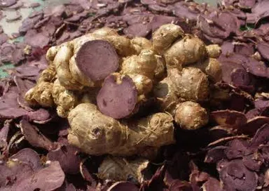 ブラックジンジャー