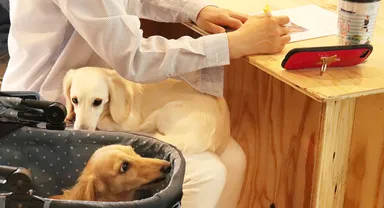 愛犬と一緒にセミナーにも参加できる