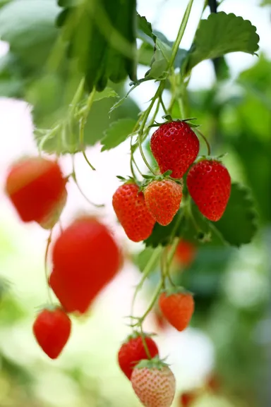 本当の完熟いちごをお届け 3