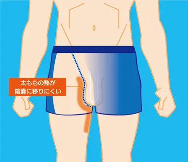 妊活パンツの特徴2：男性器分離構造