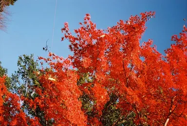 写真イメージ(紅葉)