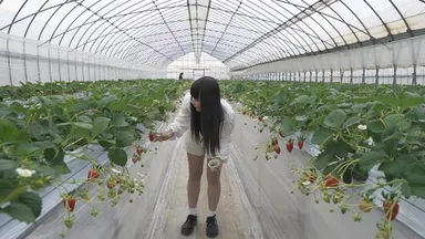 『1棟1組完全貸切』いちご狩り風景