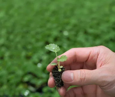 販売苗(406セルトレイサイズ)