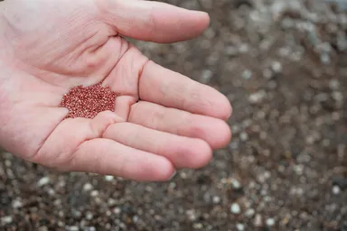 F1イチゴ種子画像