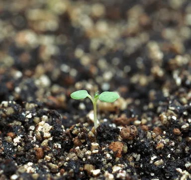 F1イチゴ種子発芽画像