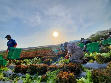 野菜の成長は待ったなし