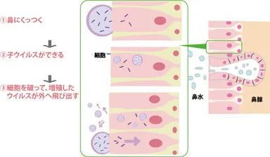 ウイルスが細胞に侵入する仕組み