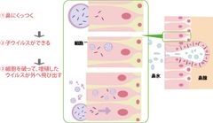 ウイルスが細胞に侵入する仕組み