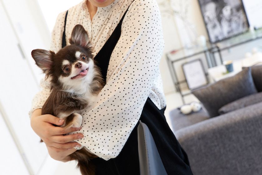 ペットがよろこぶ賃貸マンション 京都市に誕生 すべりにくい床 見守りカメラ ペットシッターなど充実仕様 株式会社 インサイトハウスのプレスリリース