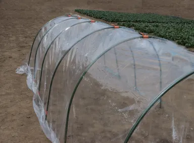 葉物等の保温、定植時に(トンネル支柱使用例)