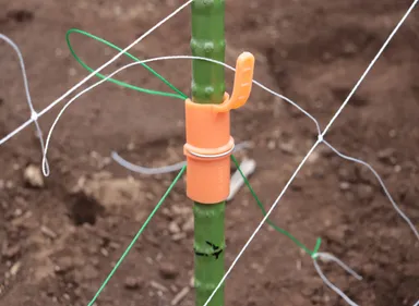 キュウリ、エンドウ等のつる性野菜の各種ネットの固定に(新ねぶし竹使用例)