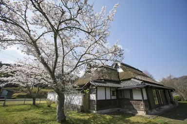 桜の季節の2000坪の庭園 2