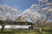 桜の季節の2000坪の庭園 1