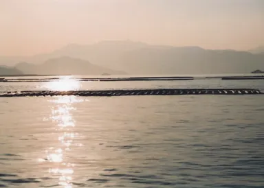 夕暮れの広島湾とかき筏
