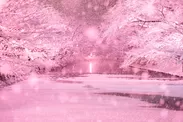 弘前公園“冬に咲くさくら”